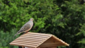 Do Doves Mate For Life Mating Habits Nesting Eggs