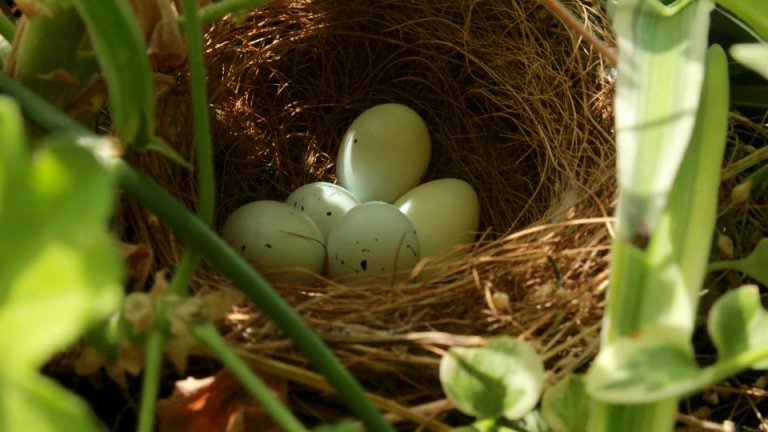 Finches Mating Habits Nesting Eggs Songbirdhub