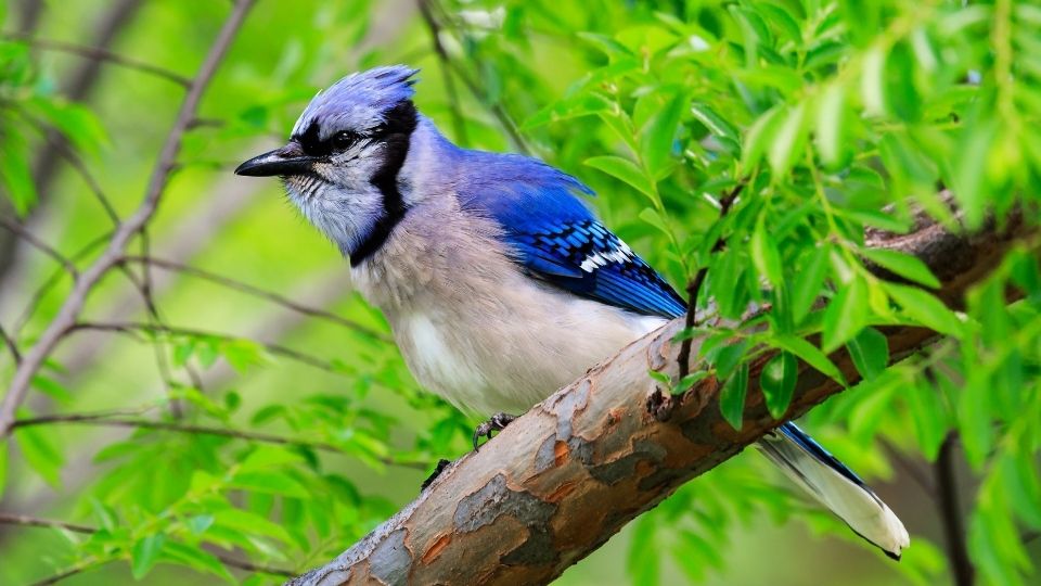 Blue Jays eat sunflower seeds How long do they live when do they migrate what is their lifespan 21