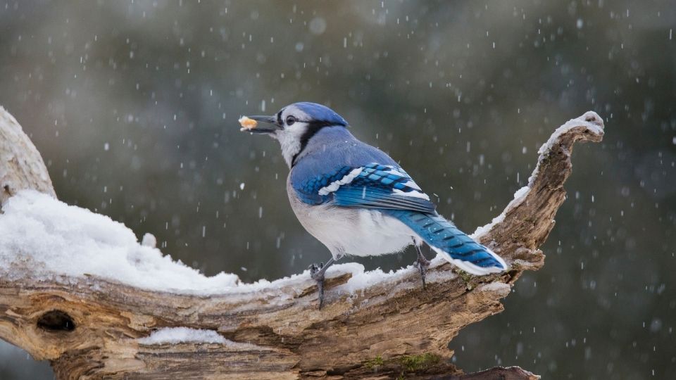 Blue Jays eat sunflower seeds How long do they live when do they migrate what is their lifespan
