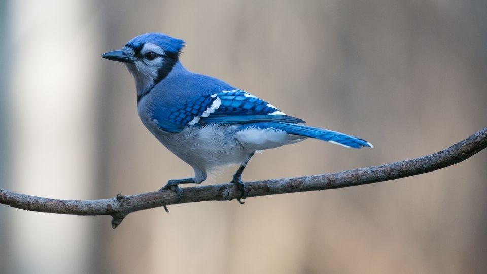 Do Blue Jays Migrate? Migratory Patterns Of Blue Jays
