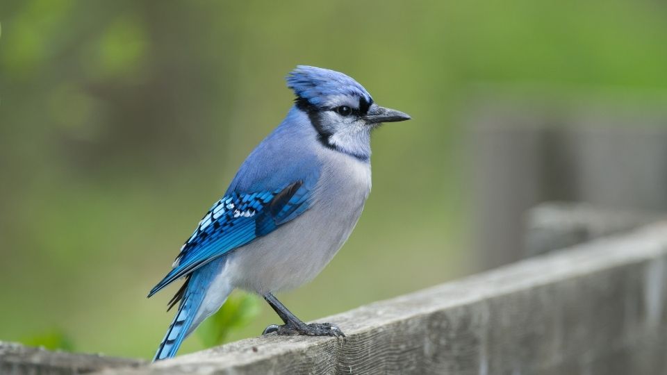 Blue Jays eat sunflower seeds How long do they live when do they migrate what is their lifespan 41