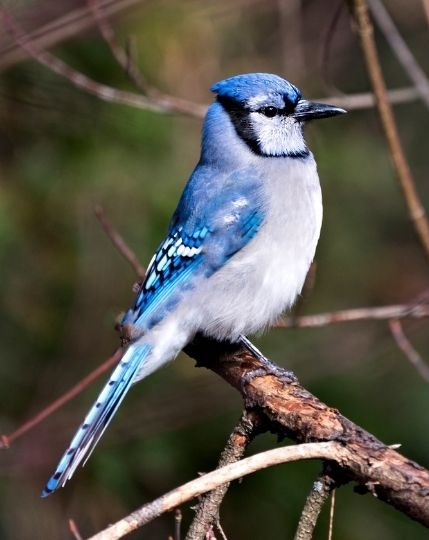 Blue Jays eat sunflower seeds How long do they live when do they migrate what is their lifespan 42