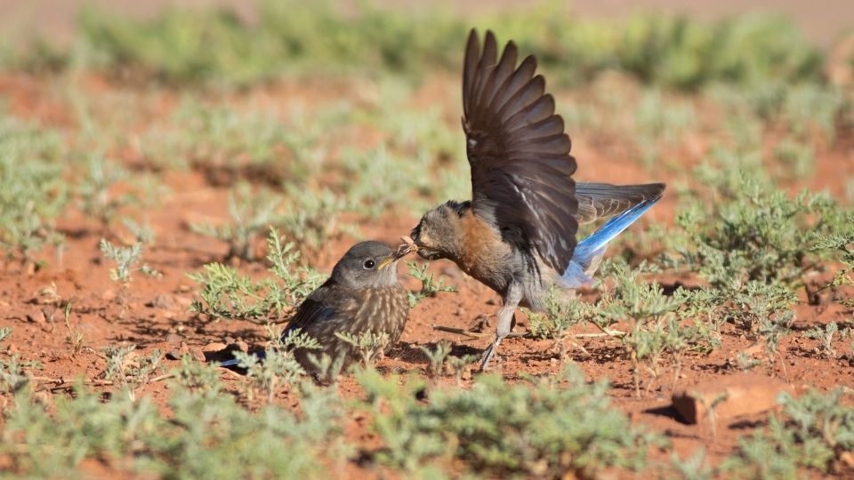 Parent Bluebird feeding a baby Bluebird.