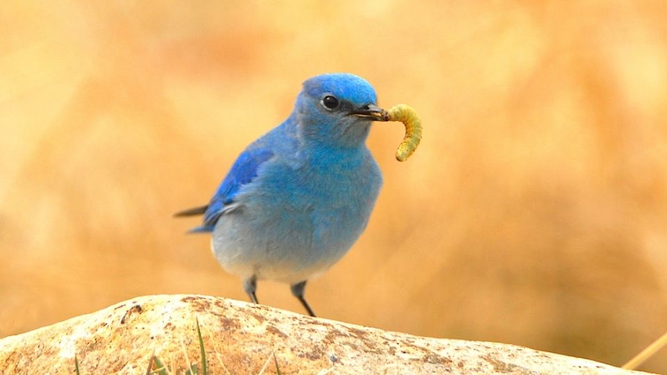 bluebirds do bluebirds migrate for the winter
