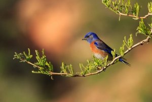 Bluebirds: Mating Habits, Nesting & Eggs