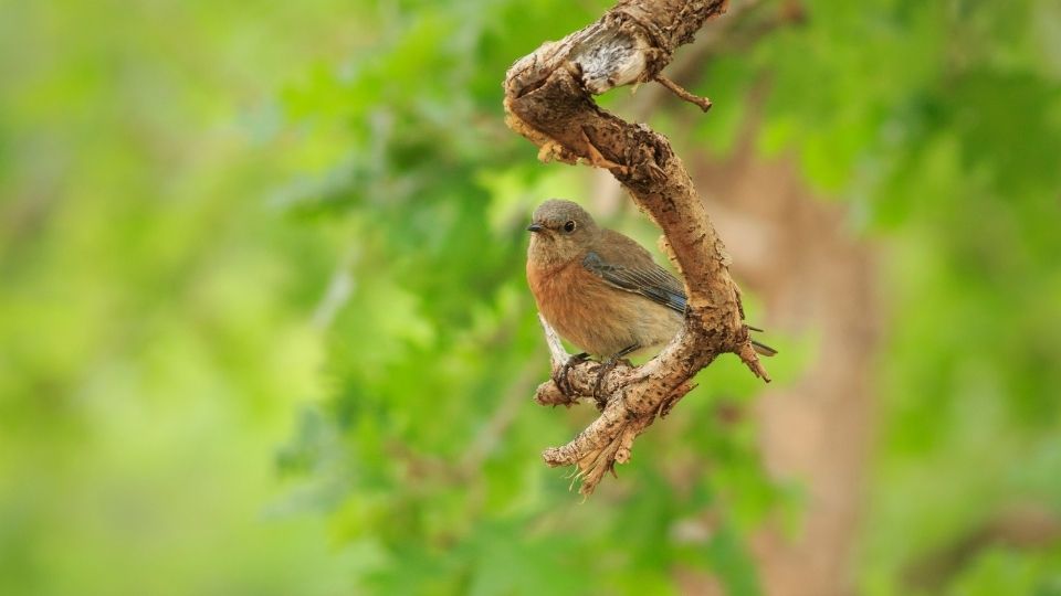Bluebird perched on a branch in woodlands
