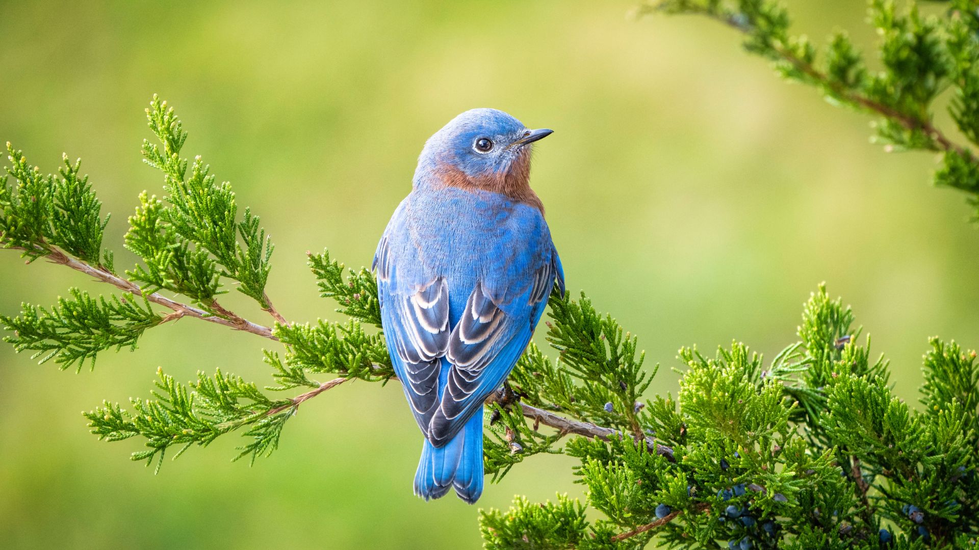 Bluebirds how to tell the difference between bluebirds and blue jays