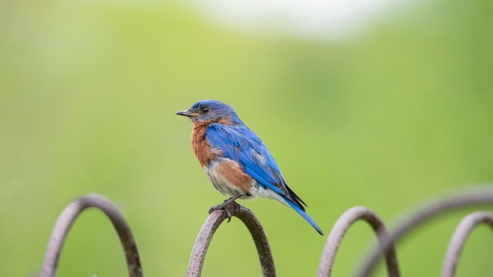 bluebird perched on a metal fence outside in an open field