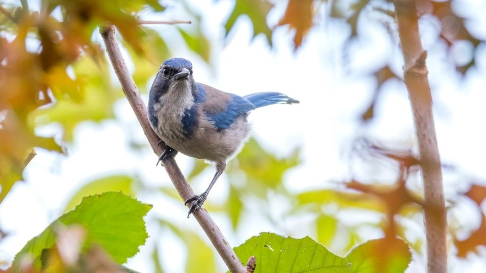 what do blue jays eat in the wild or with birdfeeders peanuts sunflower seeds meal worms what do blue jays eat in the winter (1)