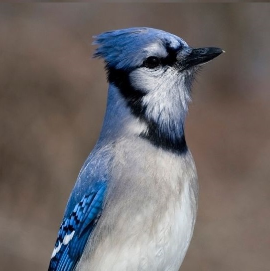 Stellar vs Blue Jay what is the difference between these songbirds, Blue Jays have White Bellies and a Blue Crest Stellar Jays have Black Heads and Crests (9)