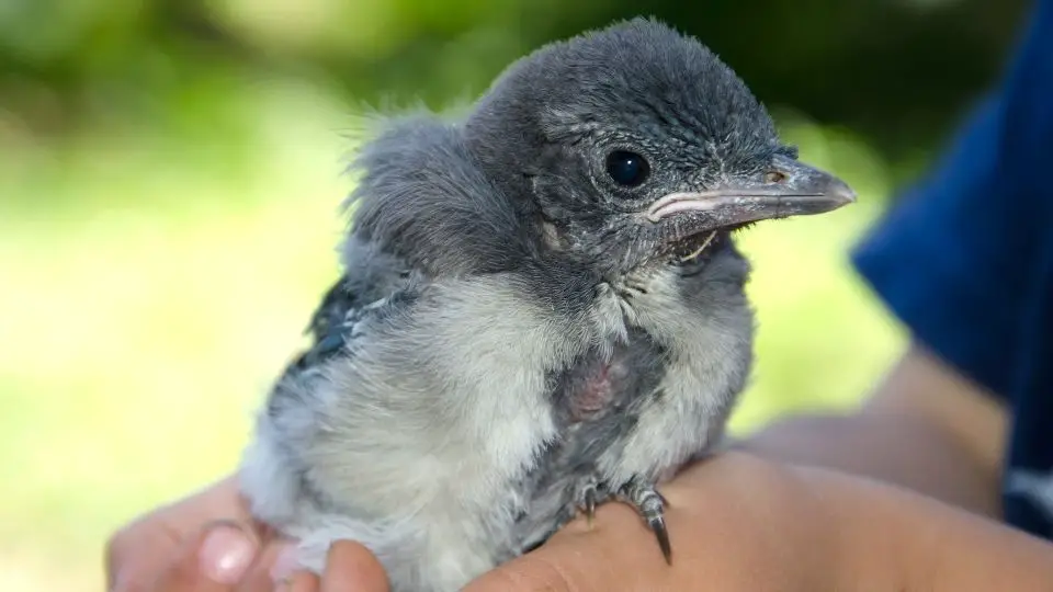 blue jays how long do they live what color are their eggs what do baby blue jays look like what do they eat songbirds 1 (3)