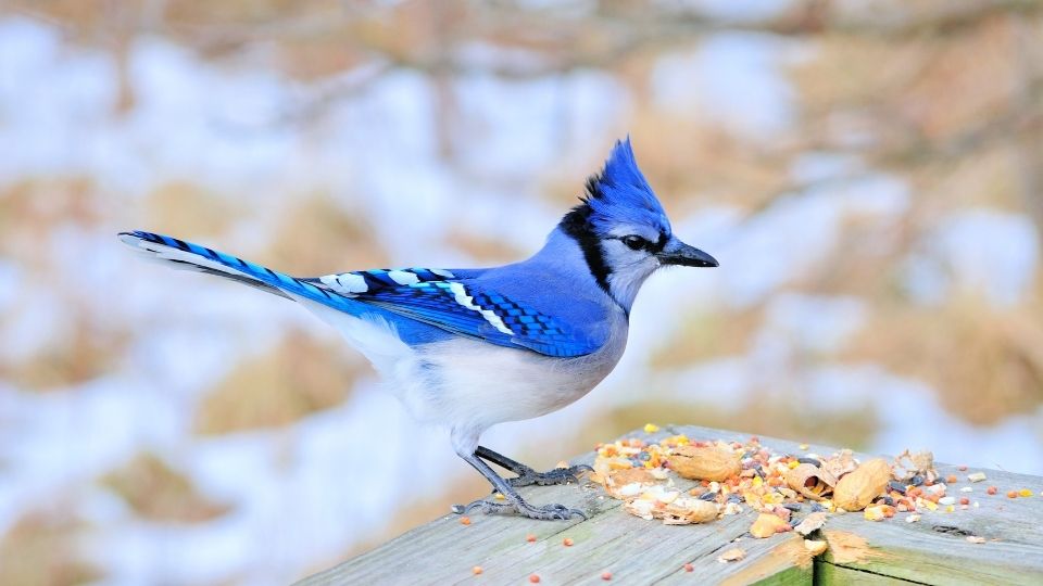 blue jays how long do they live what color are their eggs what do baby blue jays look like what do they eat songbirds (3)