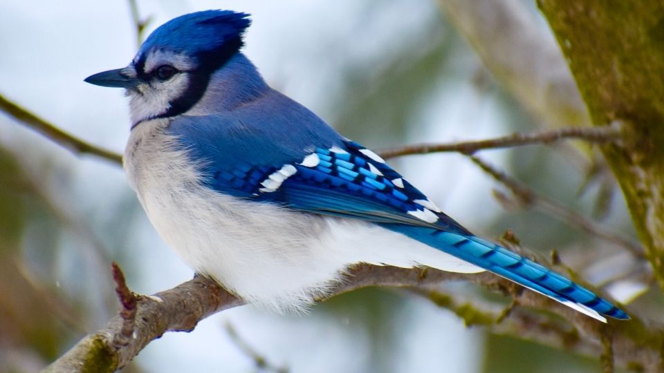 Do blue jays migrate? how long do they live what color are their eggs what do baby blue jays look like what do they eat songbirds 1 (3)