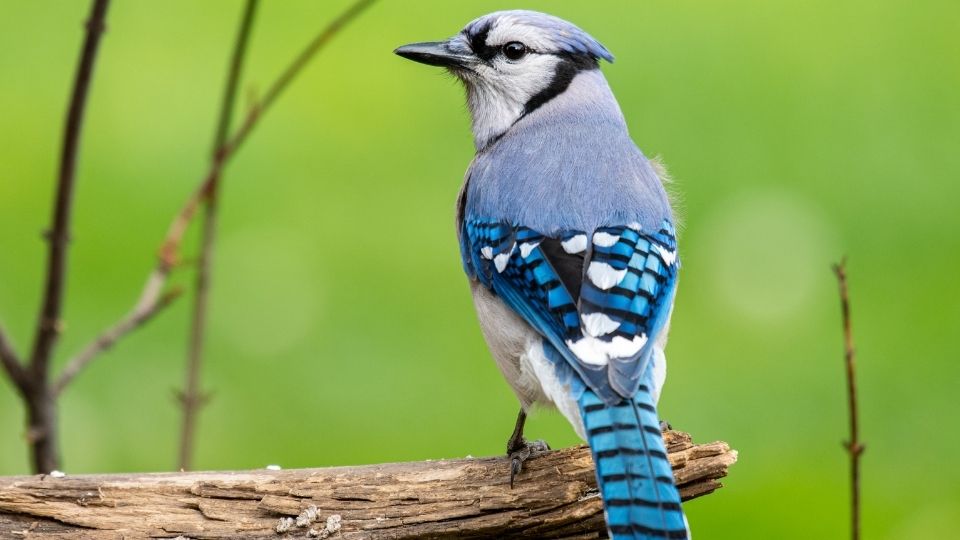 blue jays how long do they live what color are their eggs what do baby blue jays look like what do they eat songbirds (5)