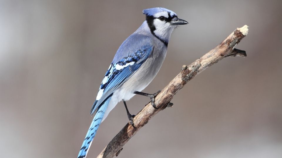 blue jays how long do they live what color are their eggs what do baby blue jays look like what do they eat songbirds (4)