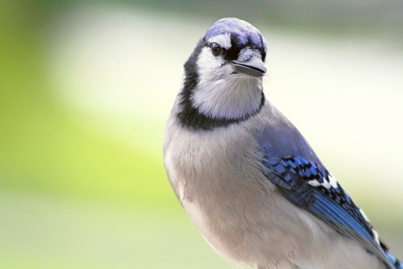 blue jays how long do they live what color are their eggs what do baby blue jays look like what do they eat songbirds 7 1