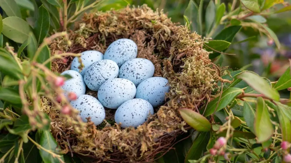 blue jays how long do they live what color are their eggs what do baby blue jays look like what do they eat songbirds (5)