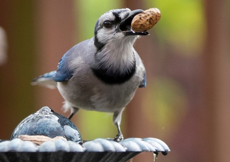 blue jays how long do they live what color are their eggs what do baby blue jays look like what do they eat songbirds