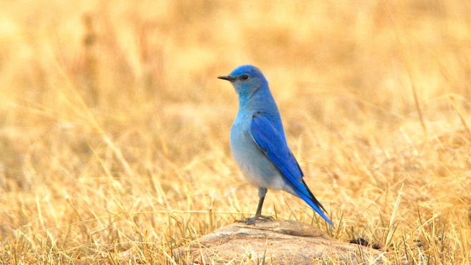 Bluebirds are situational migrators. They tend to stay where they are unless inclement weather causes a food shortage. Otherwise, they rarely migrate and prefer to remain in the breeding territories year-round.