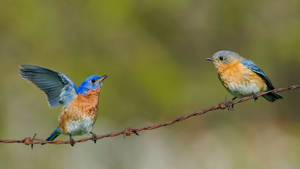 bluebirds do they mate for life 23