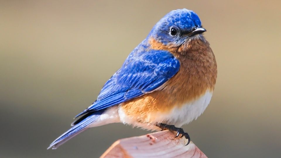 What Does It Mean When You See A Blue Bird