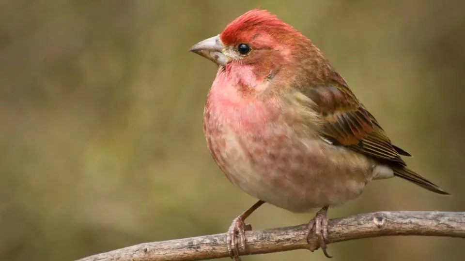 House Finches: Colors, Types, Migration & More 3 SongbirdHub