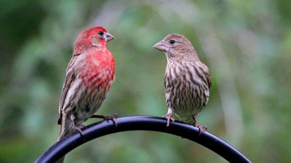 male and female house finches