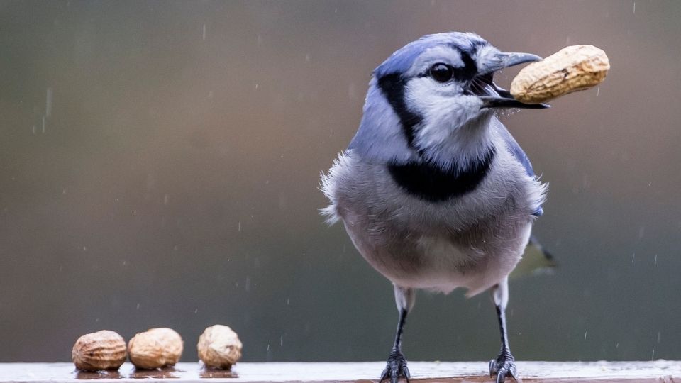 what do blue jays eat in the wild or with birdfeeders peanuts sunflower seeds meal worms what do blue jays eat in the winter (2)