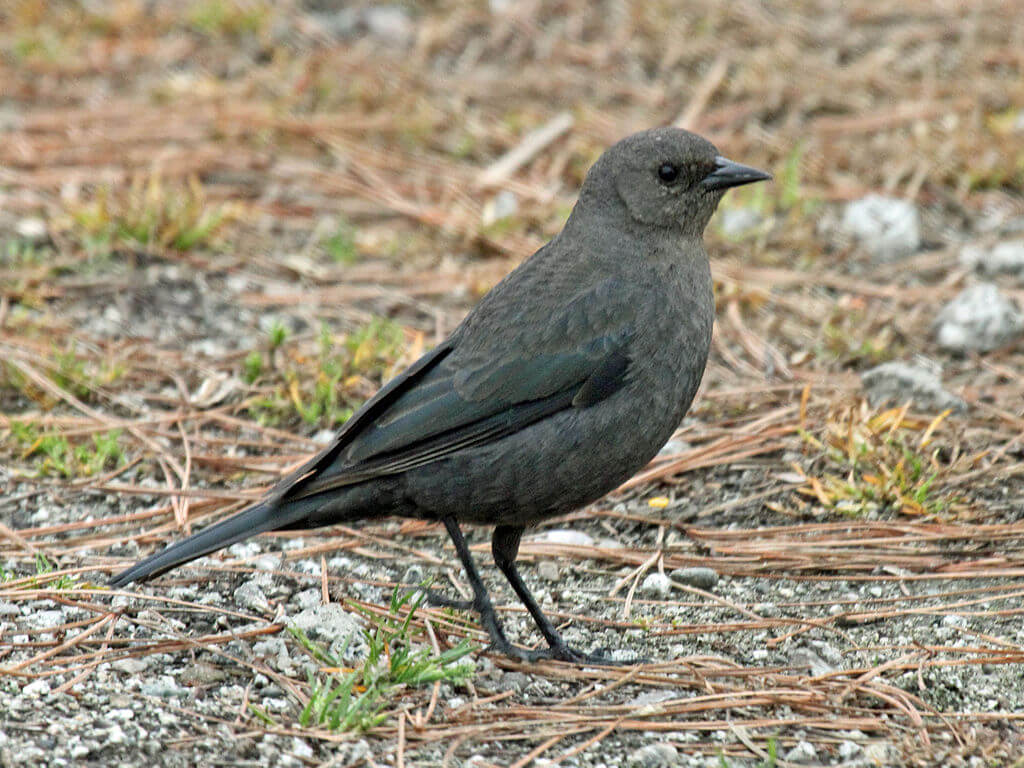 Brewer's blackbird (female)