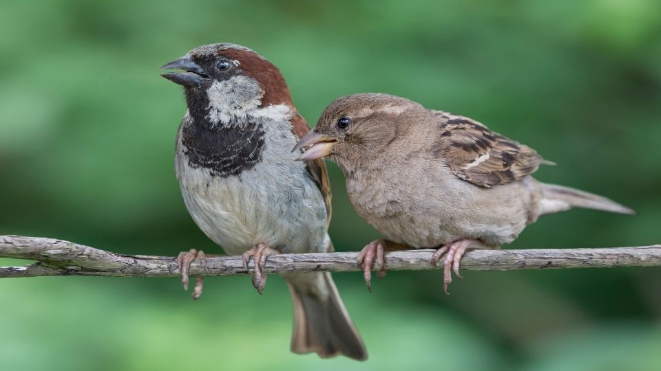 Pair of sparrows sitting on a branch.