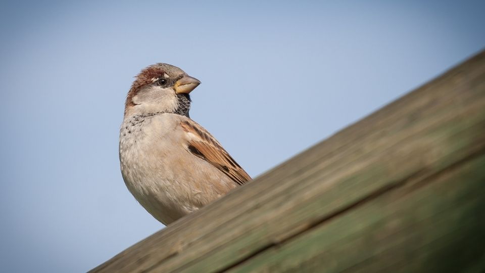 House Sparrow looking down
