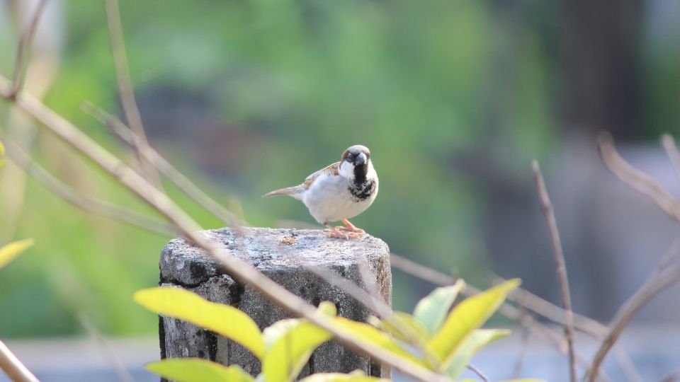 keeping sparrows away from your property