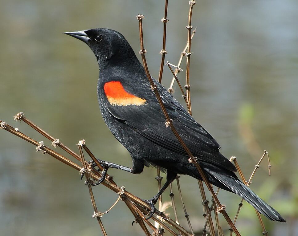 Red-winged blackbird (male)