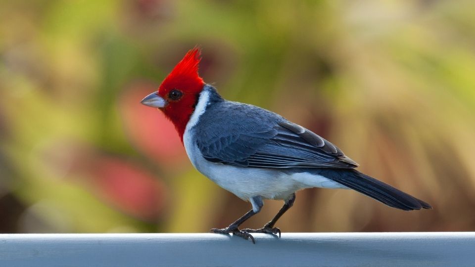Red Crested or Brazilian Cardinal bird on fence in garden Kilauea bird sanctuary in Kauai - Photo by Backyard Productions