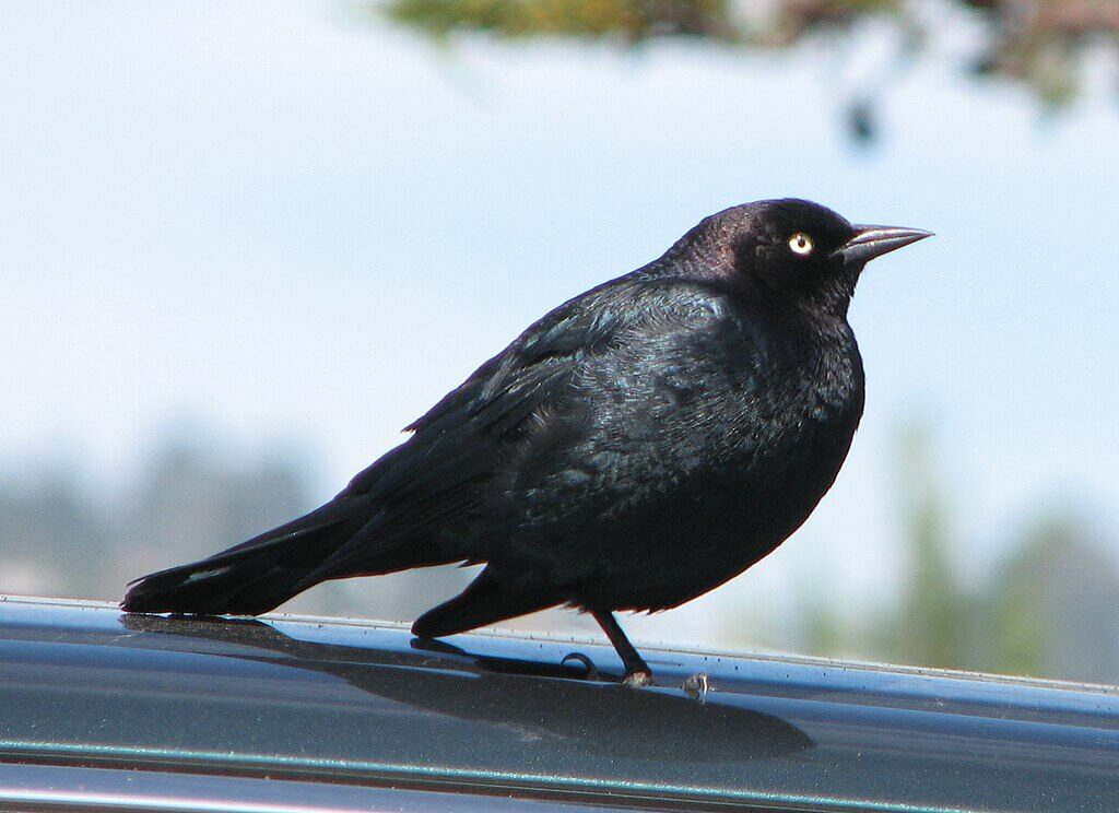 Brewer's blackbird (male)