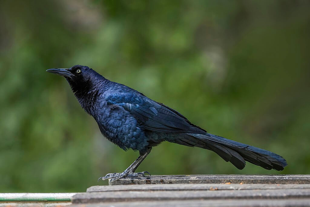 Great-tailed grackle (male)