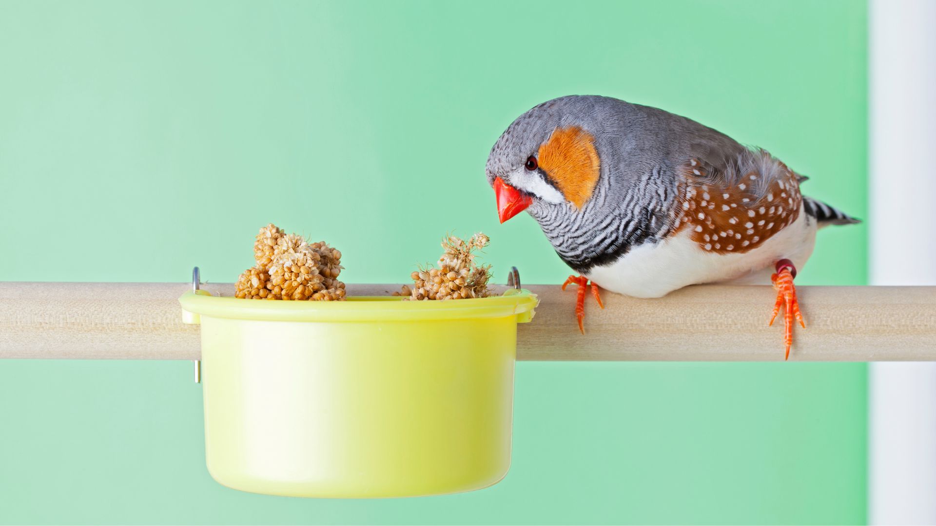 A Complete Guide On Feeding Any Finch - What Do Finches Eat