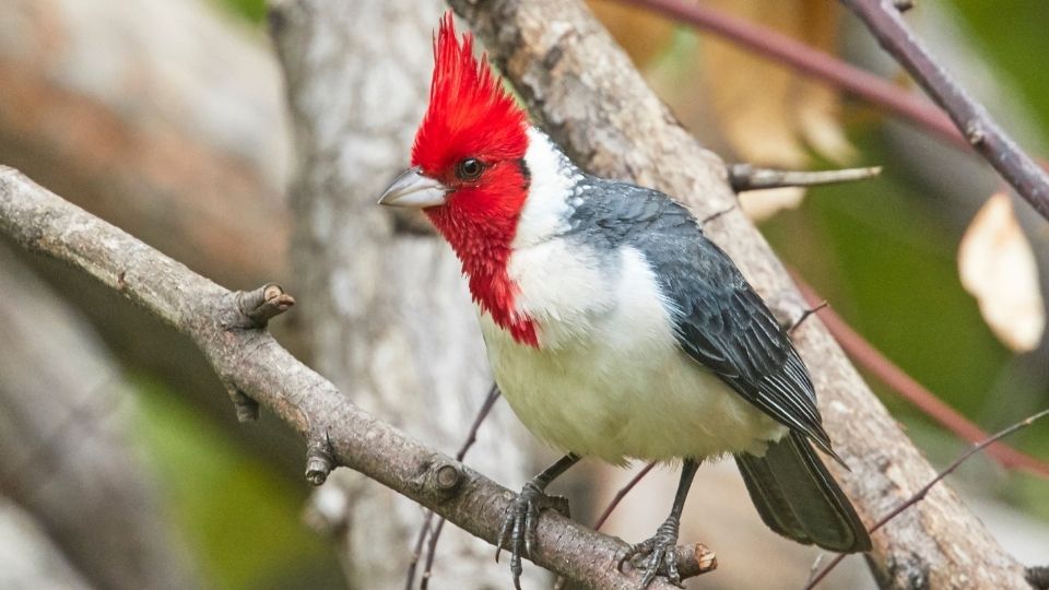 Brazilian Cardinal Snogbird
