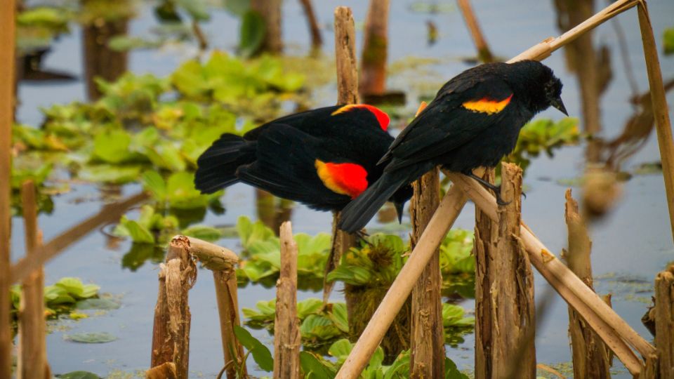 two red winged blackbirds