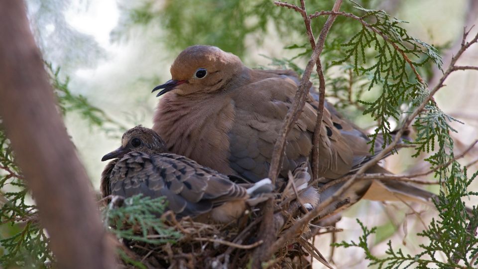 mourning dove taking care of nestling