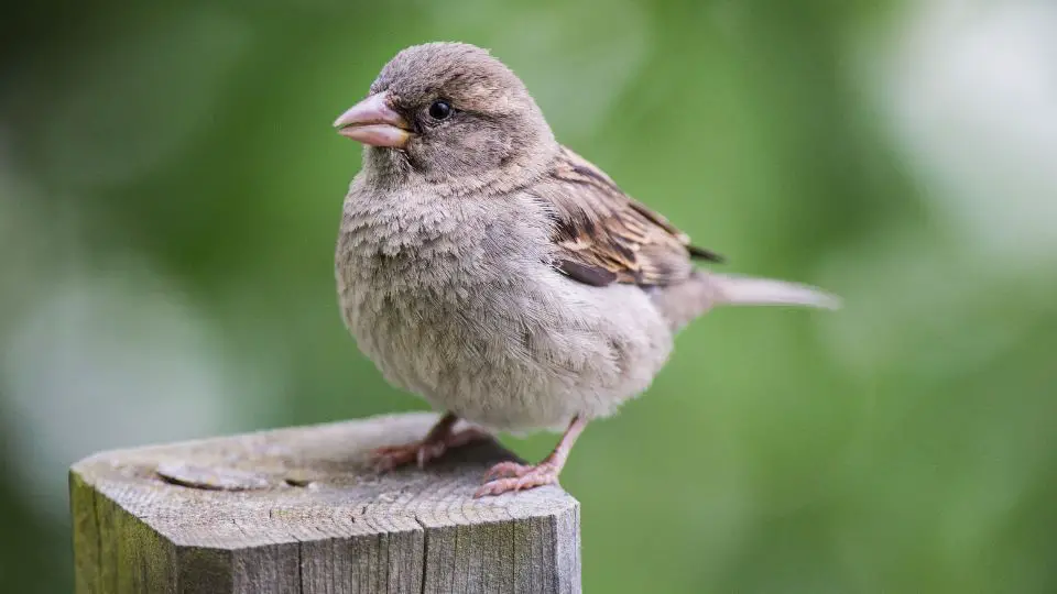 House Sparrow VS House Finch 6 Key Differences