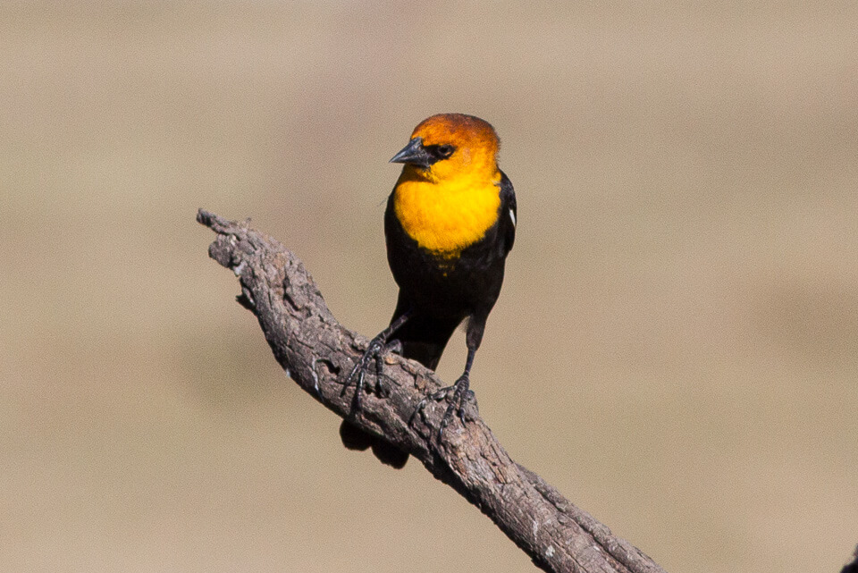 Yellow-headed blackbird (female)