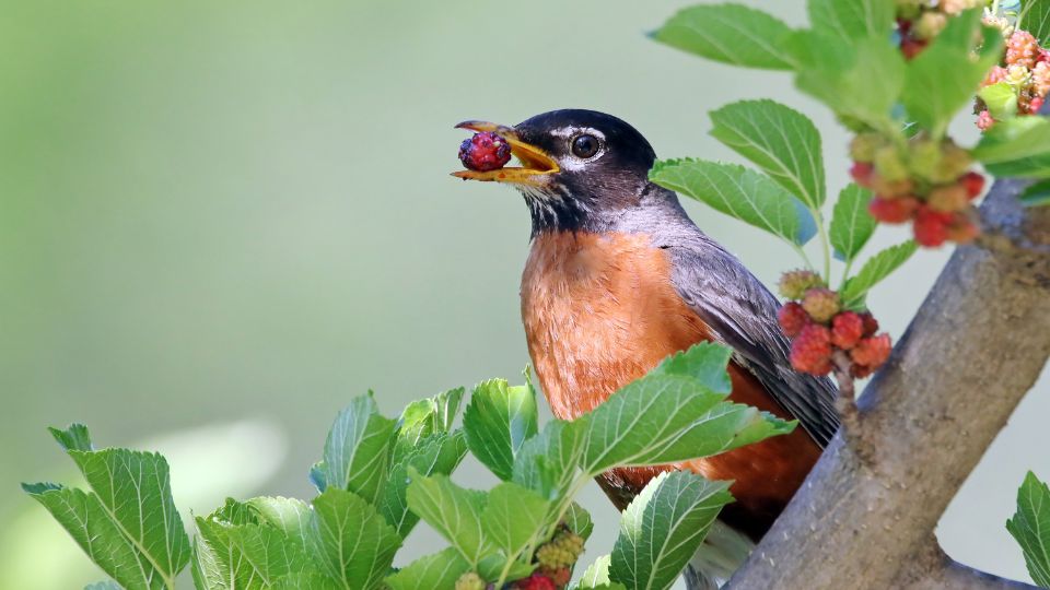 american robin eating a fresh berry