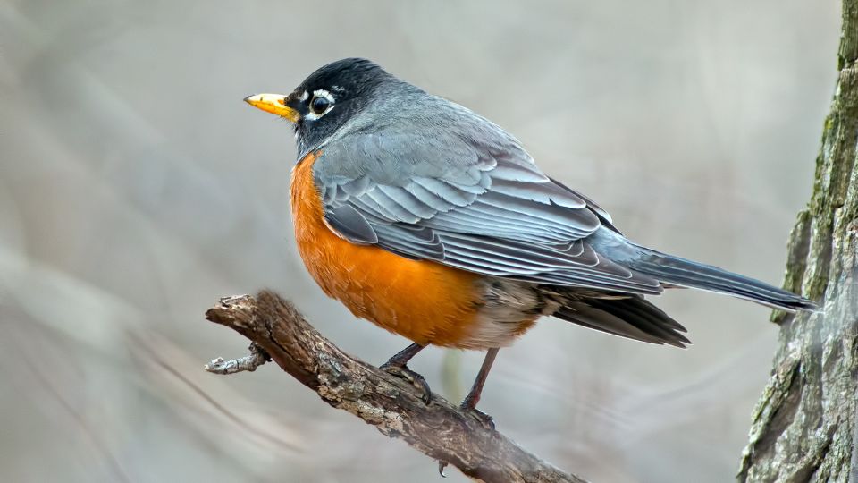 Fluffly american robin that has grown extra feathers for fuller plumage during the winter season
