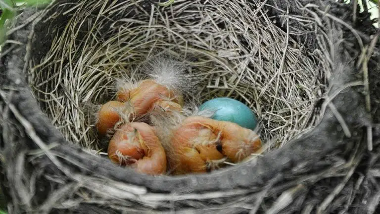 How To Feed & Care For A Baby Robin