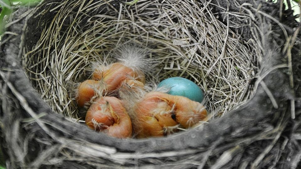 baby robin hatching from blue eggs in nest