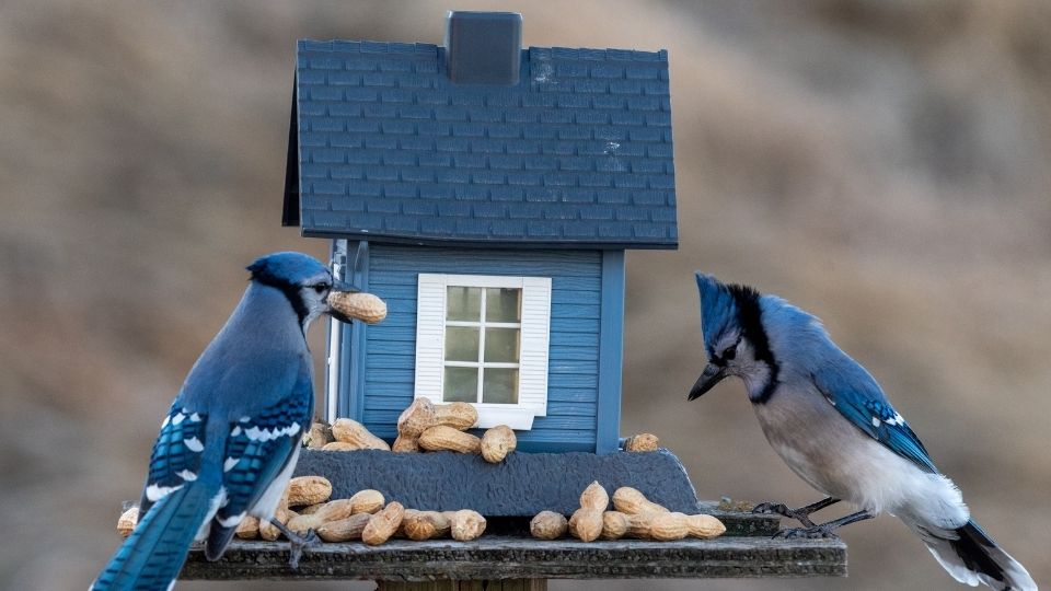 blue jay birdhouse