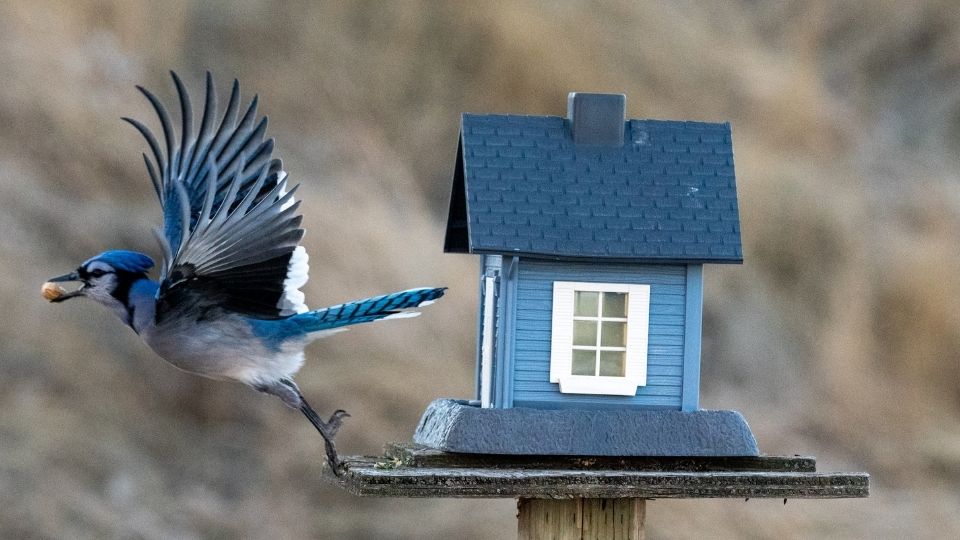 blue jay birdhouse 6