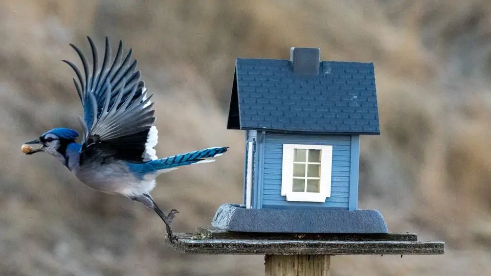 blue-jay-birdhouses-the-best-type-how-to-build-one